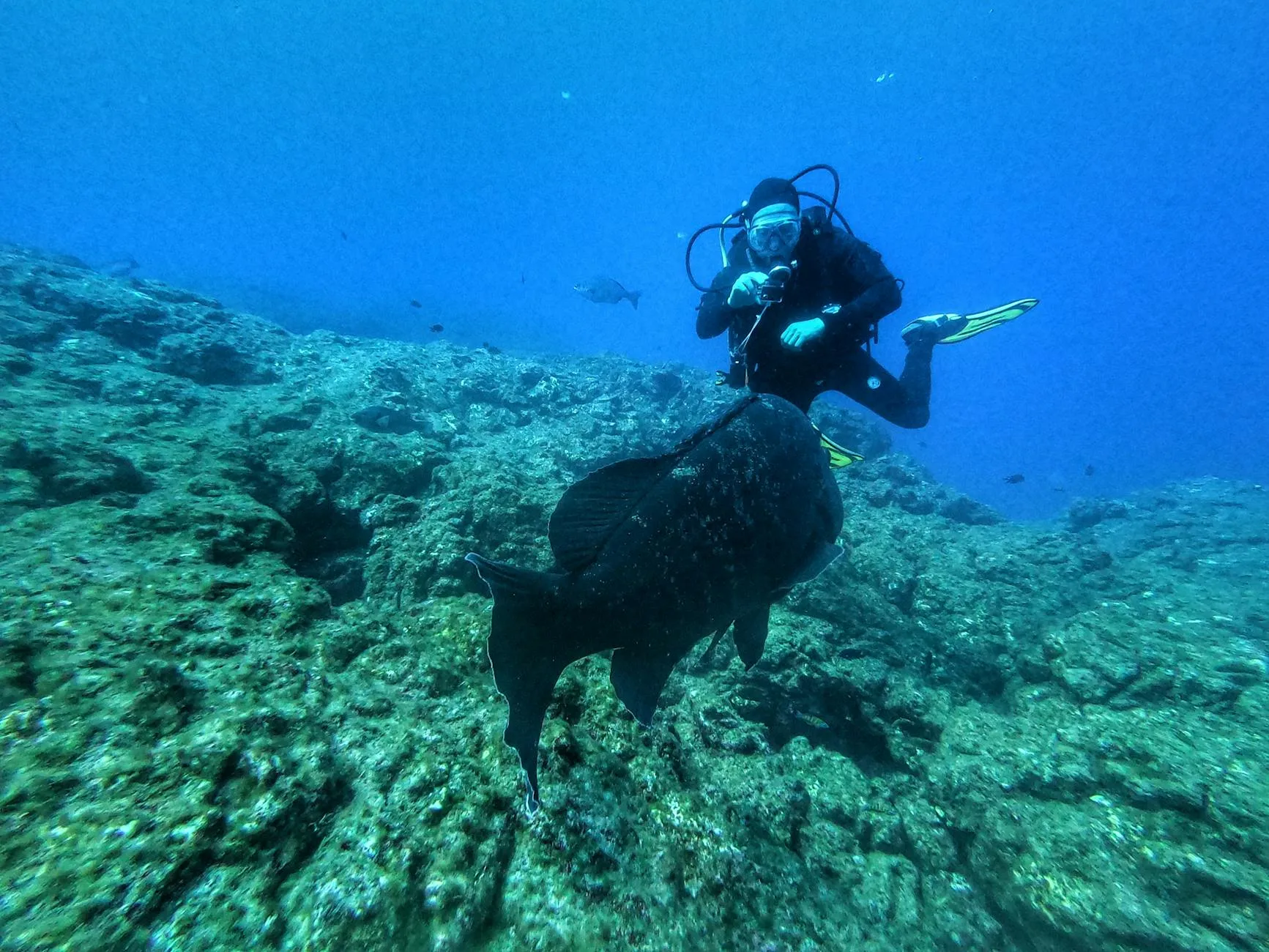 Azores Diving — Blue Sharks, Mantas & Volcanic Reefs | OkToDive