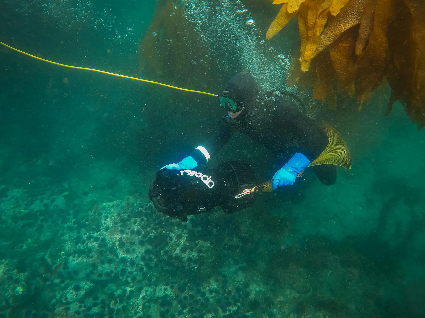 la-jolla-cove-diving-san-diego-s-sea-lion-reefs-oktodive